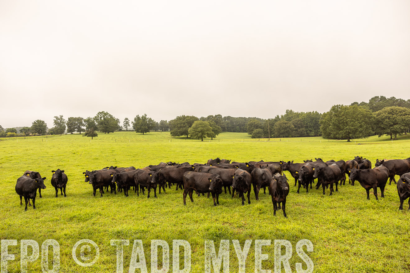 TMyers_PP_SleepyCreekFarm_Forsyth_July2024-516657