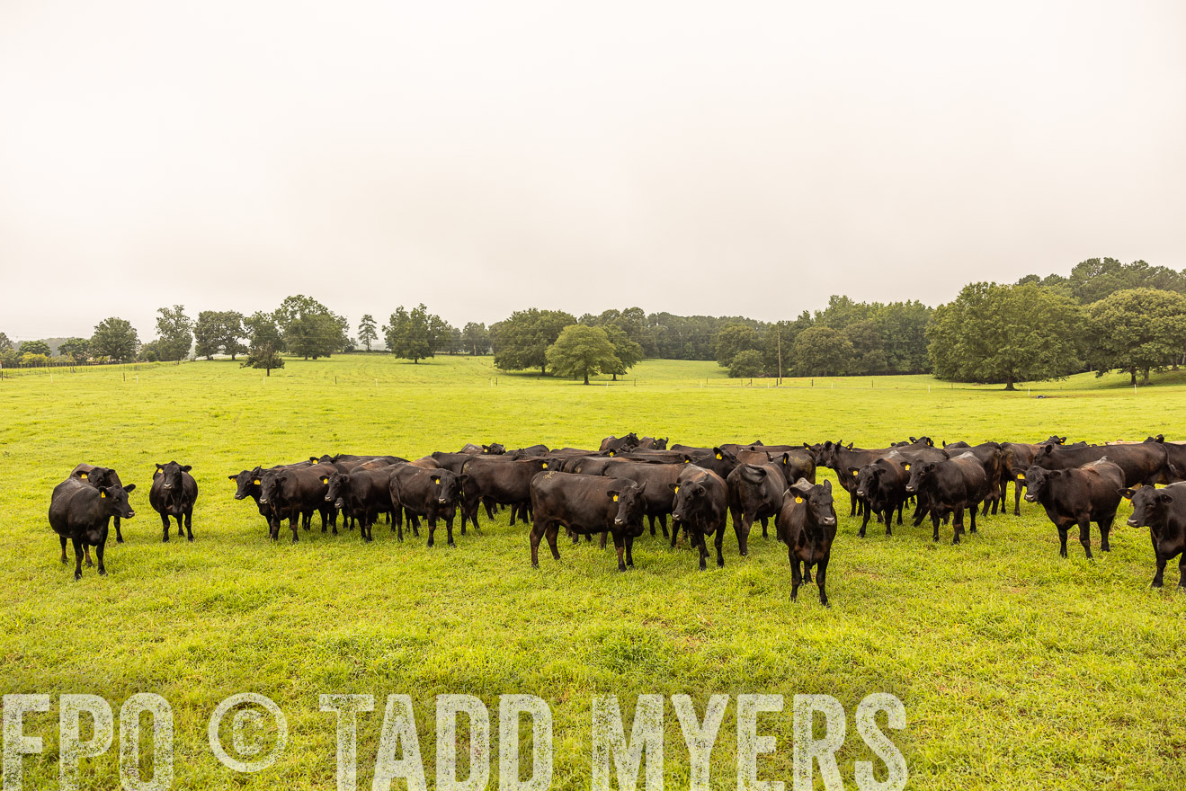TMyers_PP_SleepyCreekFarm_Forsyth_July2024-516661