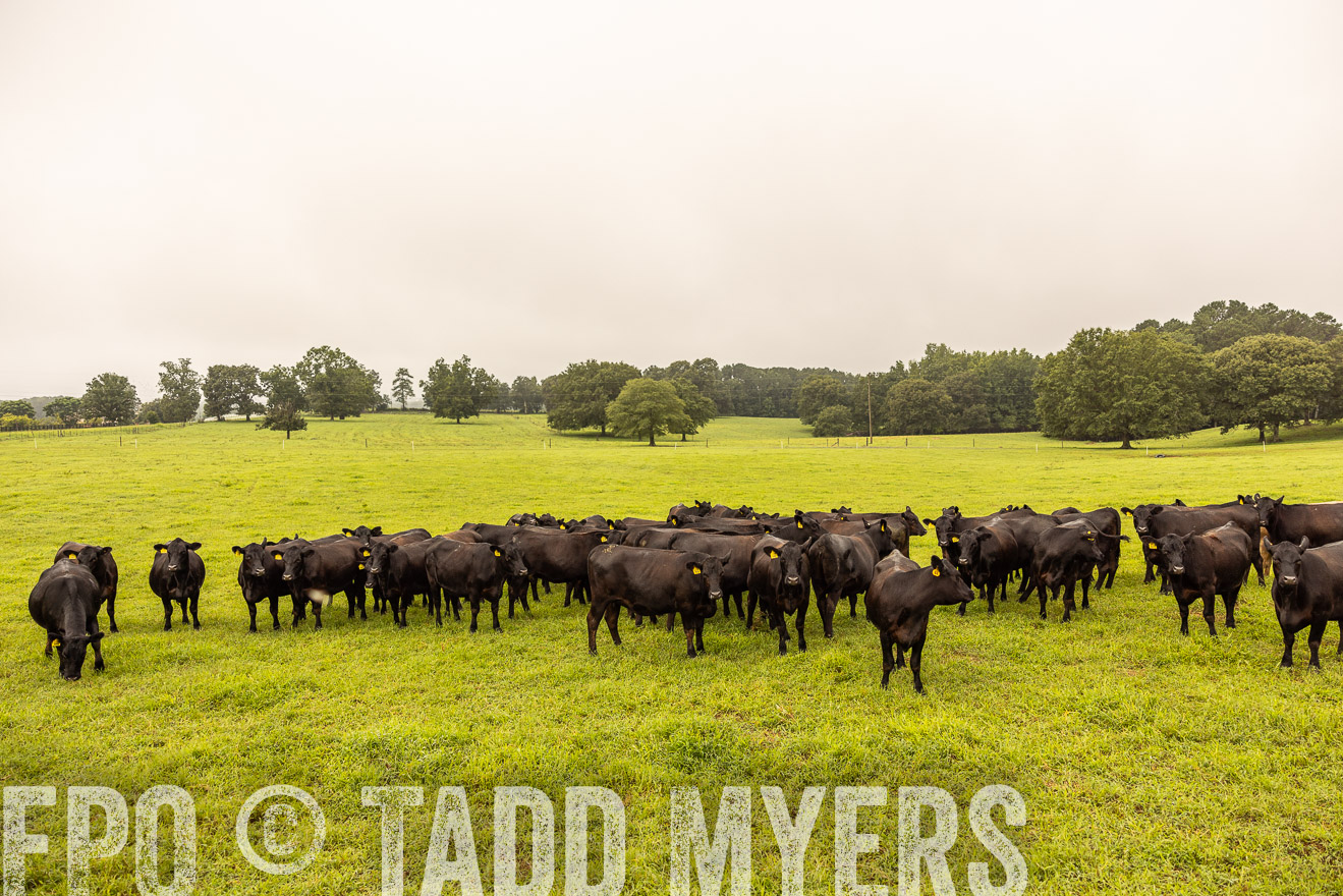 TMyers_PP_SleepyCreekFarm_Forsyth_July2024-516668