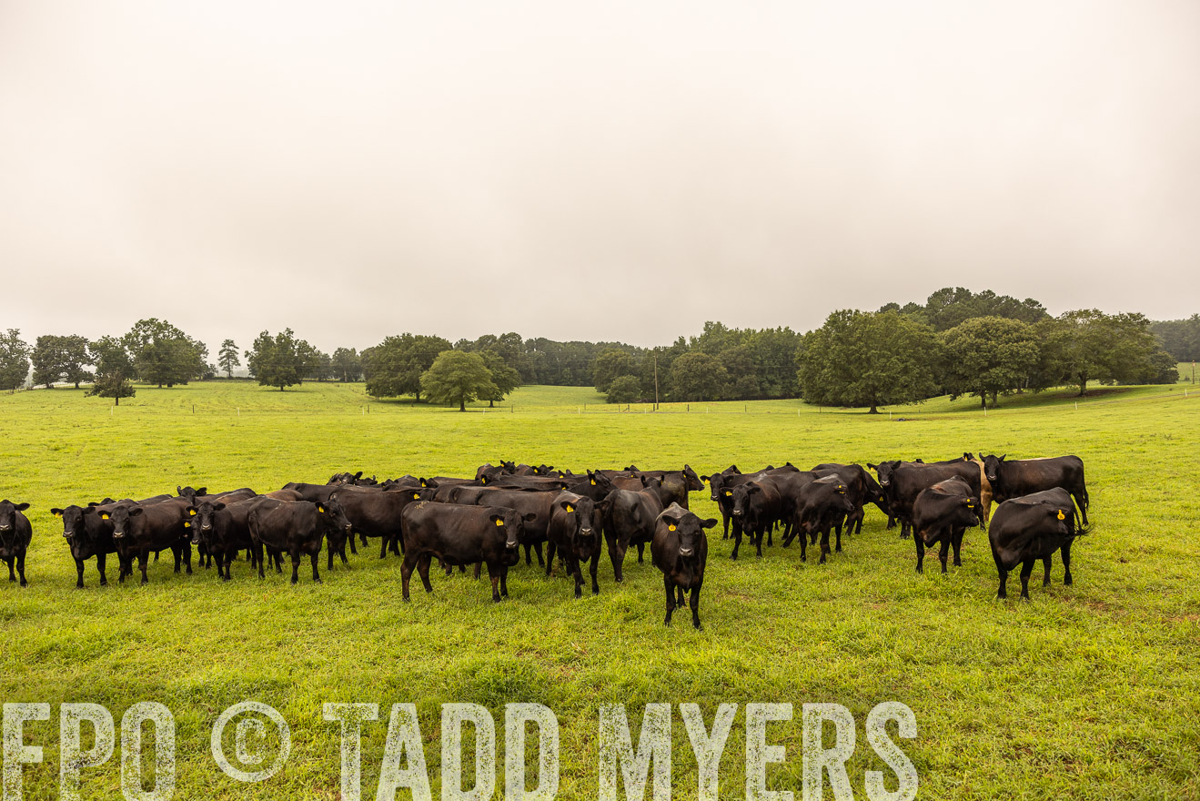 TMyers_PP_SleepyCreekFarm_Forsyth_July2024-516670