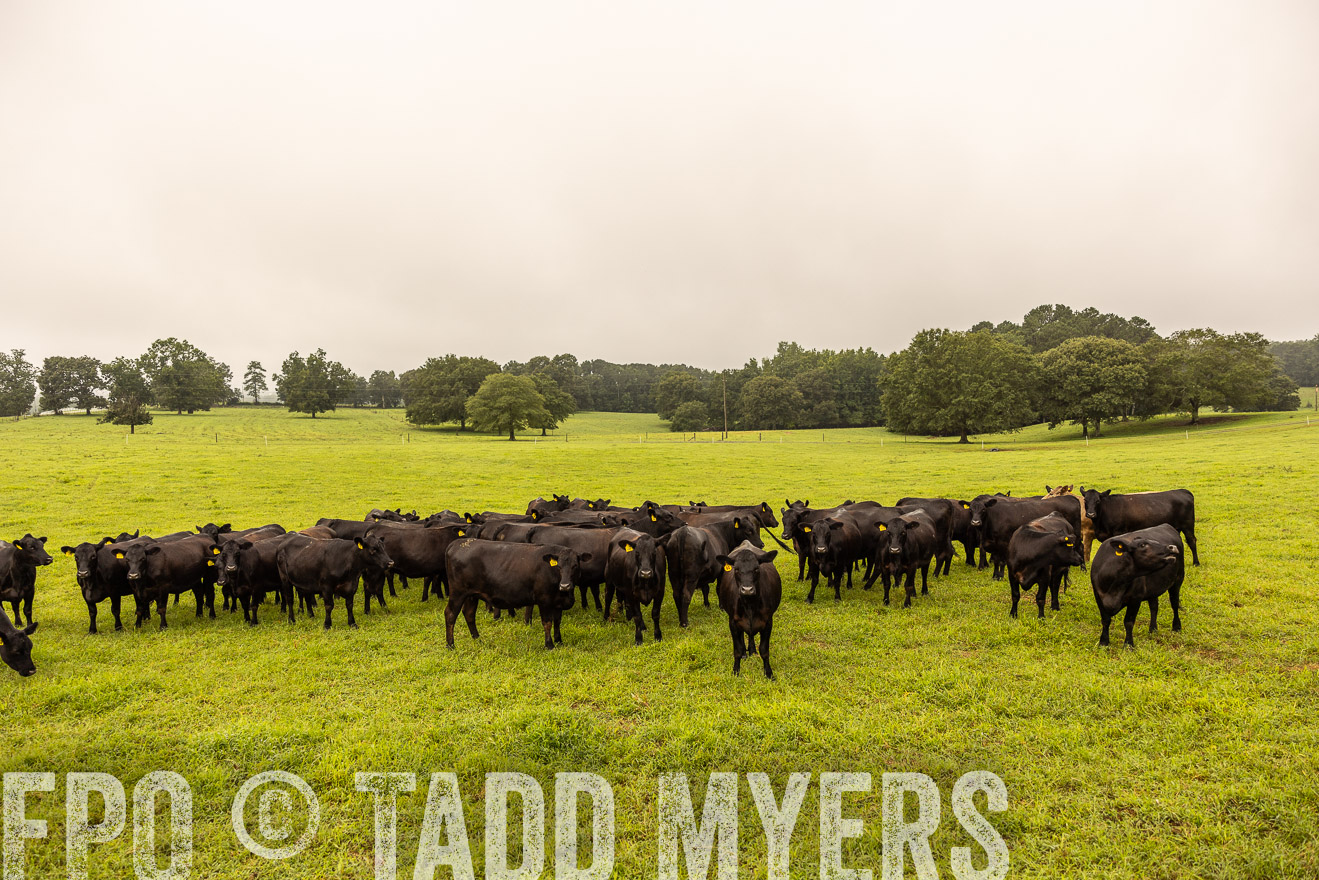 TMyers_PP_SleepyCreekFarm_Forsyth_July2024-516674