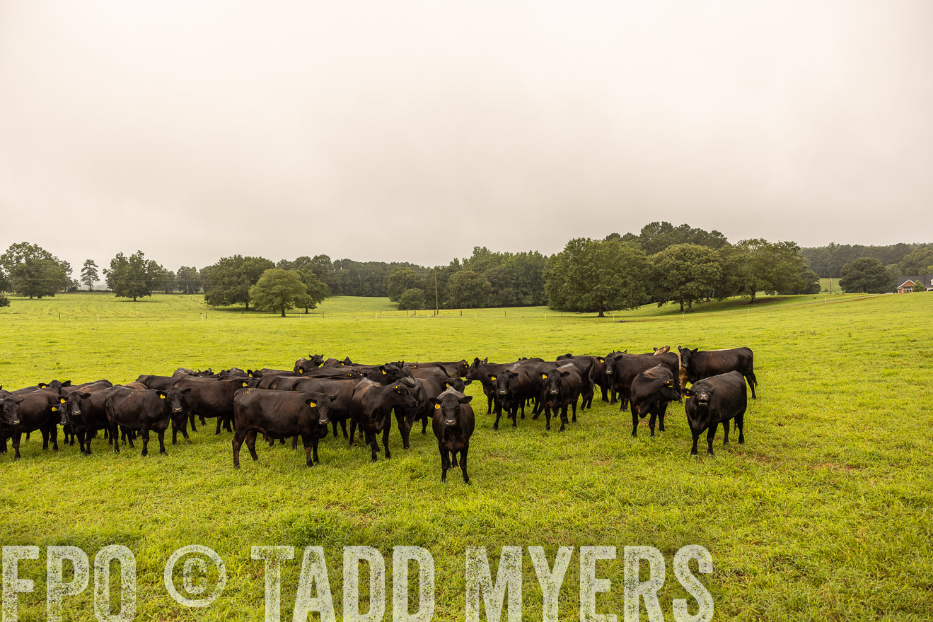 TMyers_PP_SleepyCreekFarm_Forsyth_July2024-516677