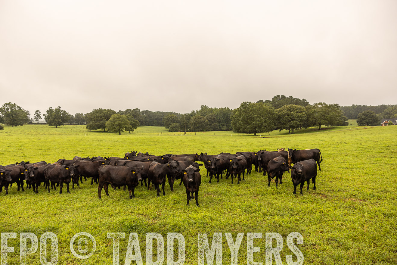 TMyers_PP_SleepyCreekFarm_Forsyth_July2024-516680