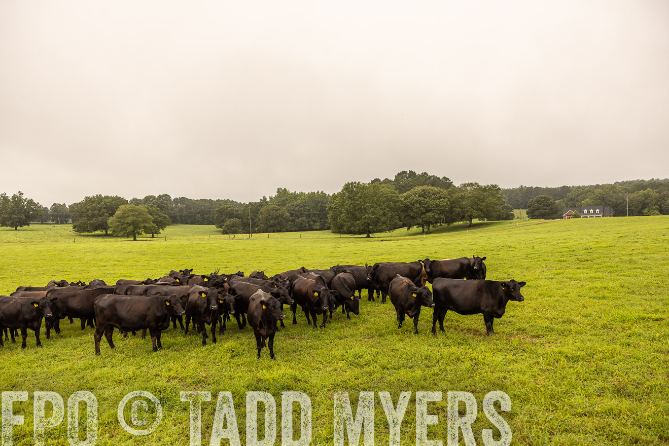 TMyers_PP_SleepyCreekFarm_Forsyth_July2024-516692
