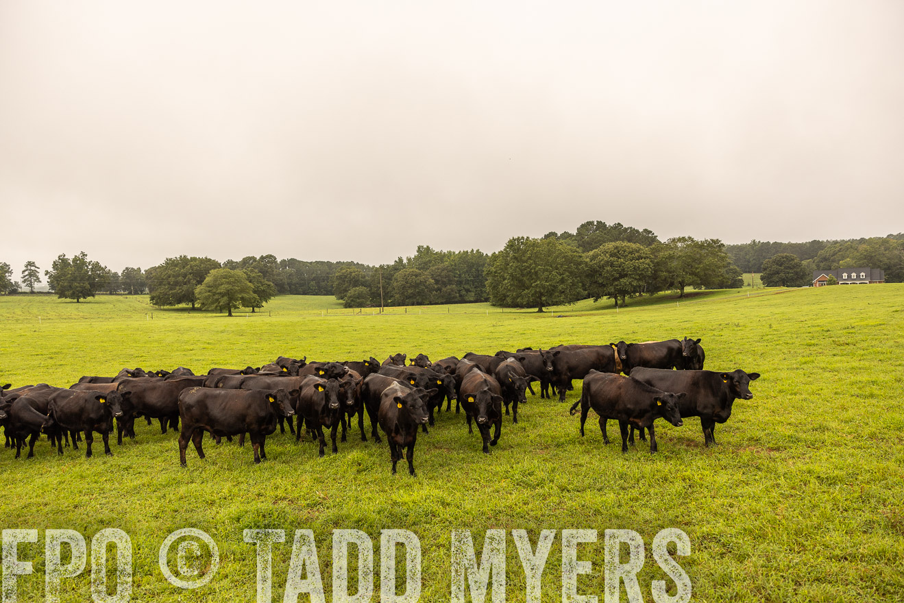 TMyers_PP_SleepyCreekFarm_Forsyth_July2024-516697