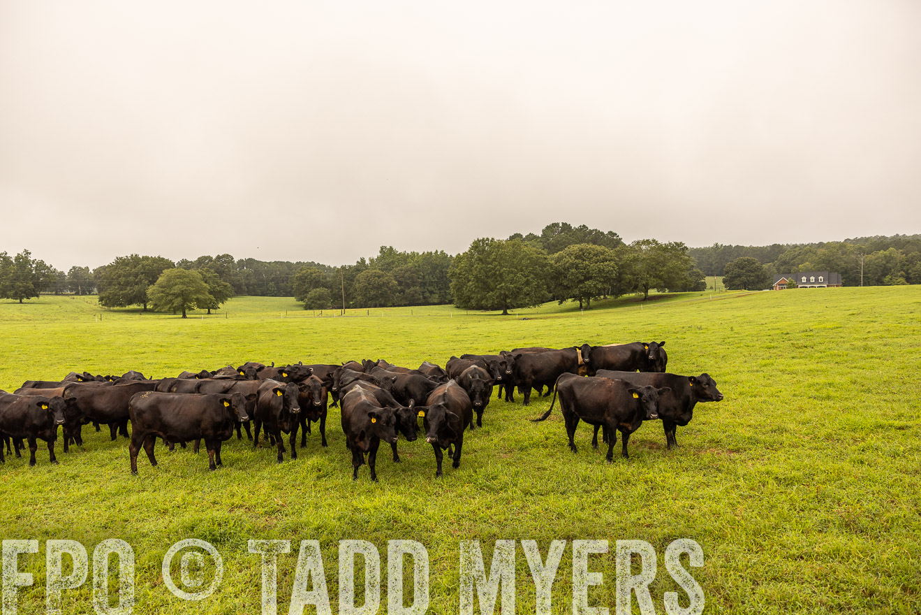 TMyers_PP_SleepyCreekFarm_Forsyth_July2024-516702