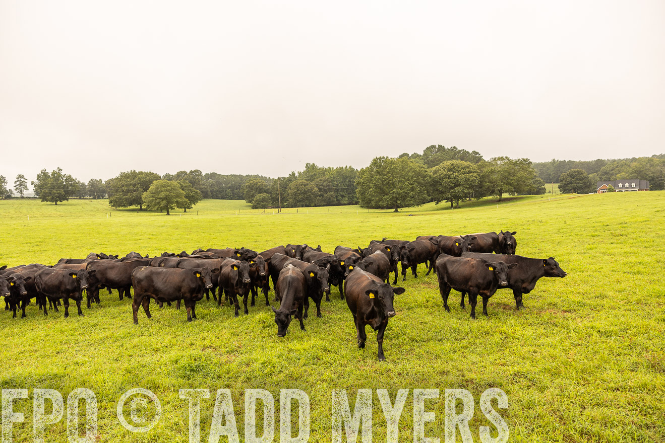 TMyers_PP_SleepyCreekFarm_Forsyth_July2024-516709