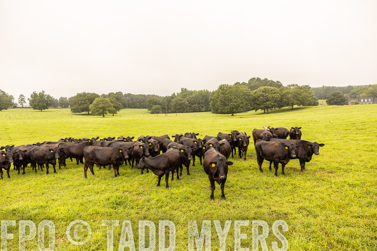 TMyers_PP_SleepyCreekFarm_Forsyth_July2024-516720