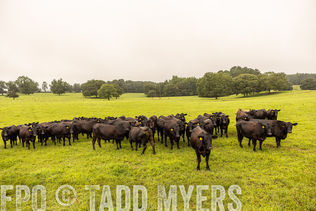TMyers_PP_SleepyCreekFarm_Forsyth_July2024-516721