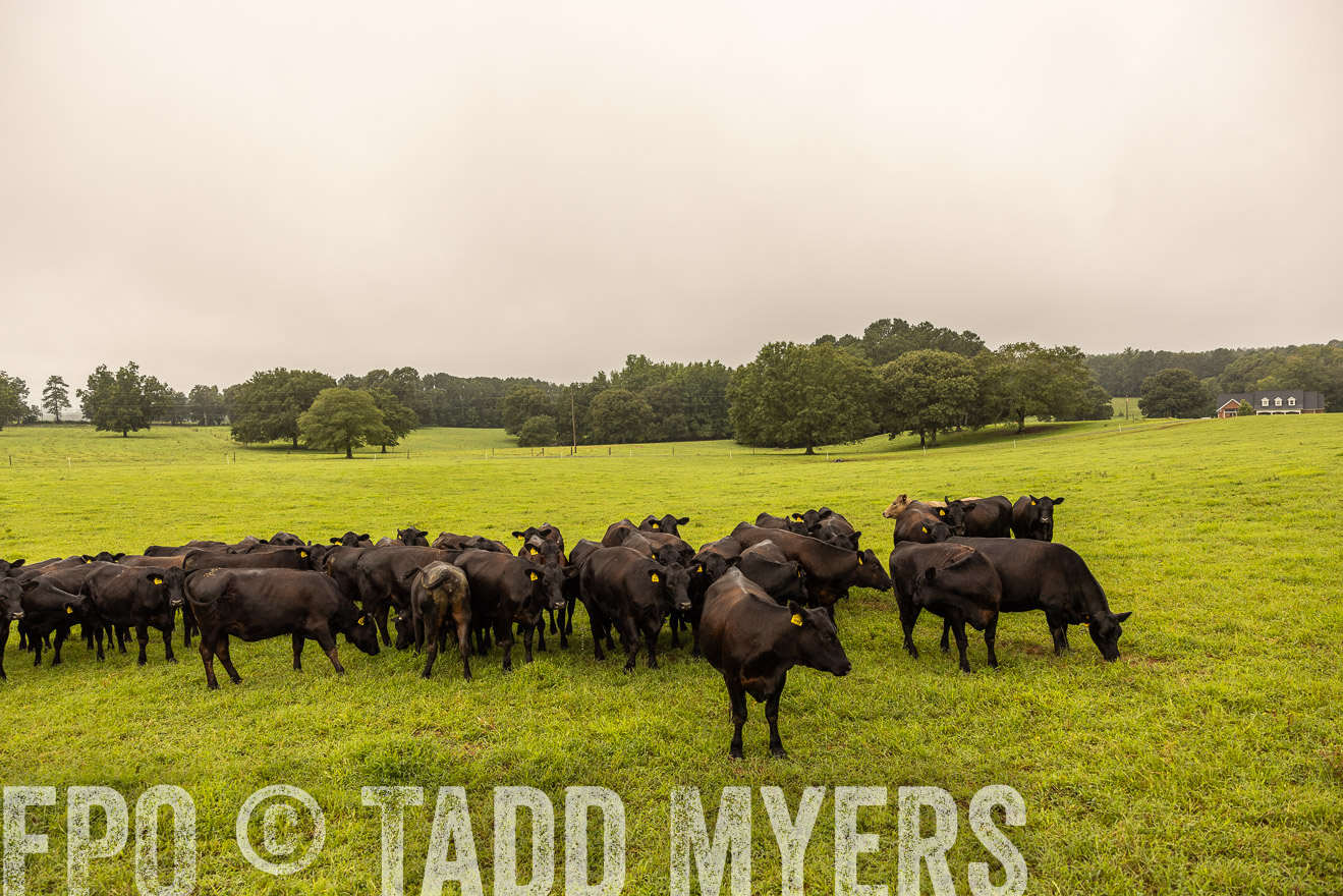 TMyers_PP_SleepyCreekFarm_Forsyth_July2024-516729