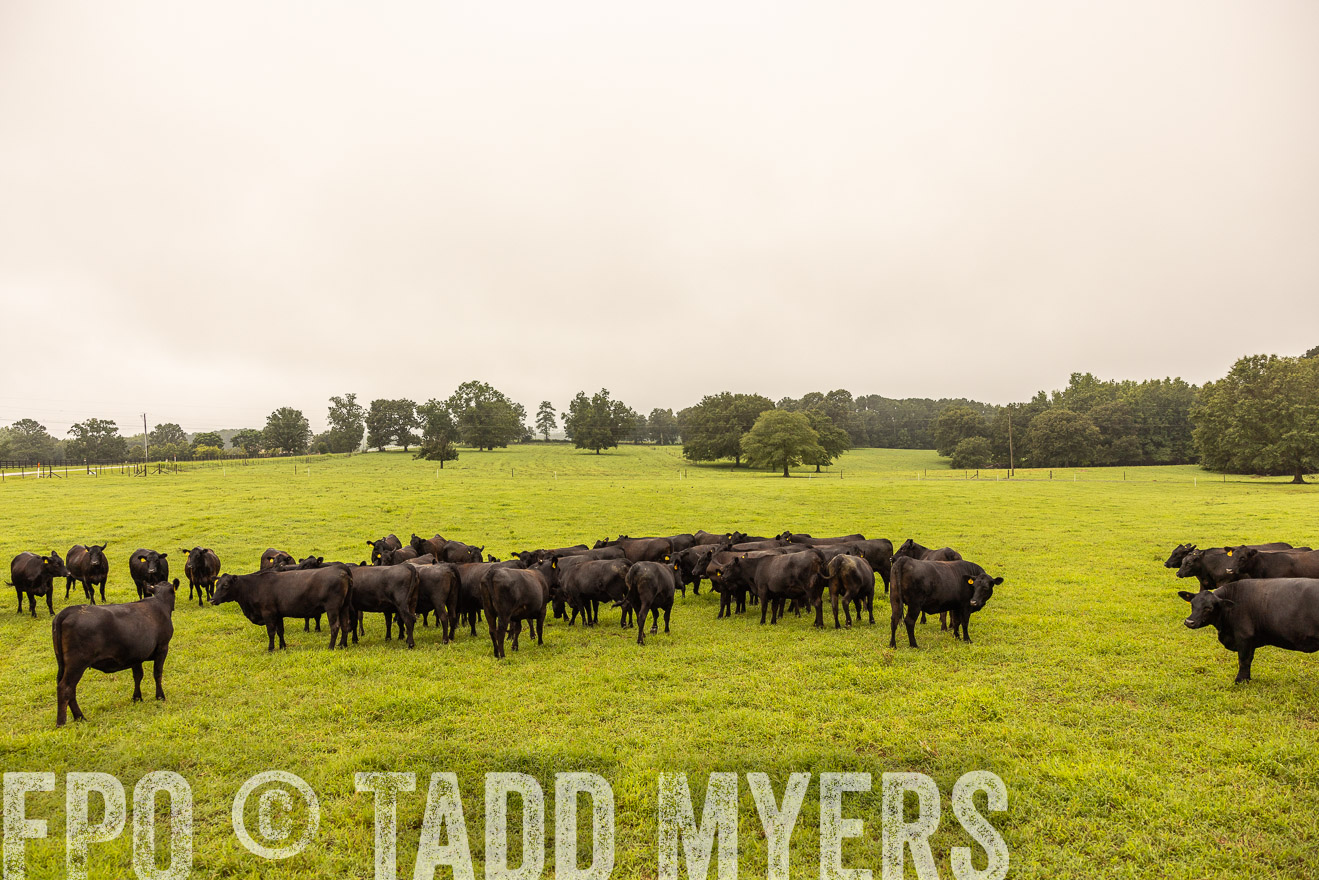 TMyers_PP_SleepyCreekFarm_Forsyth_July2024-516744