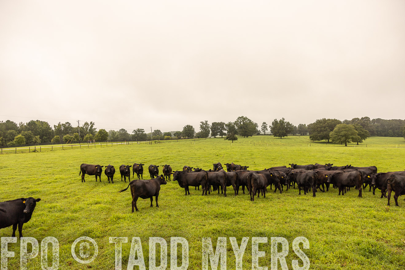 TMyers_PP_SleepyCreekFarm_Forsyth_July2024-516758