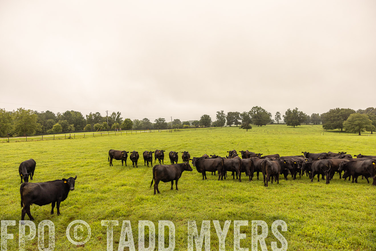 TMyers_PP_SleepyCreekFarm_Forsyth_July2024-516766