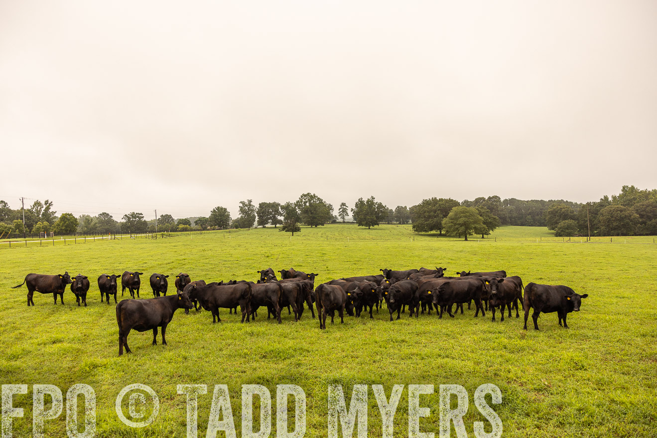 TMyers_PP_SleepyCreekFarm_Forsyth_July2024-516770