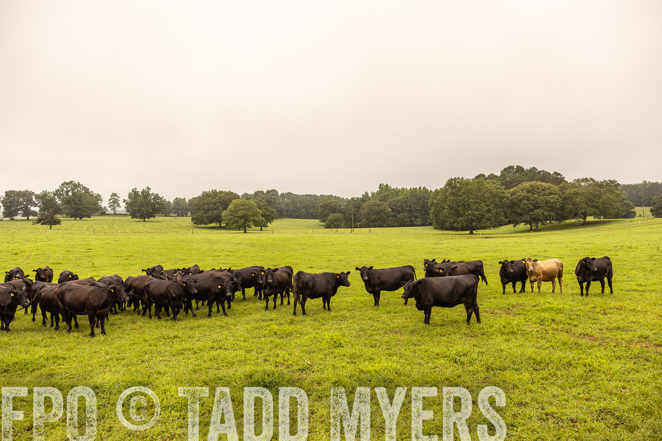 TMyers_PP_SleepyCreekFarm_Forsyth_July2024-516779