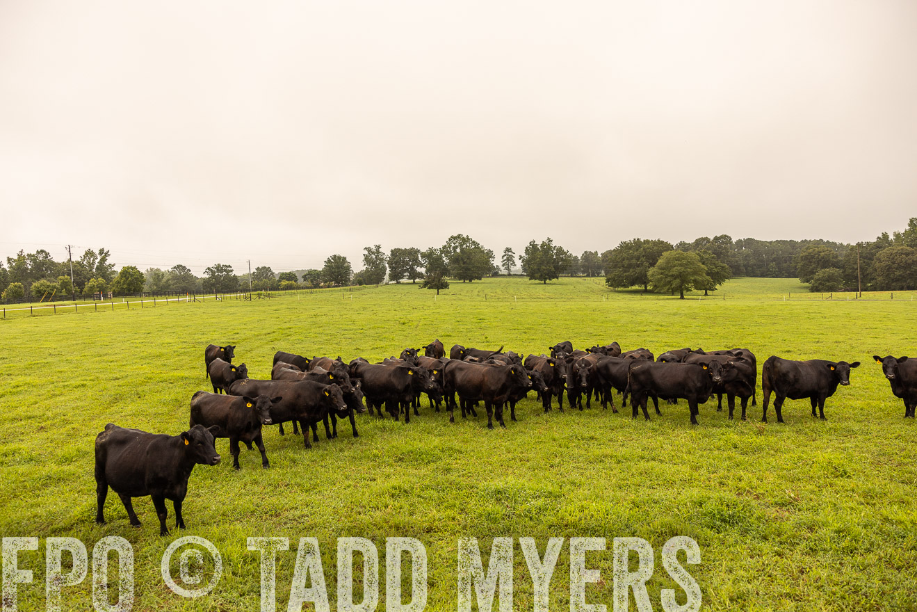 TMyers_PP_SleepyCreekFarm_Forsyth_July2024-516795