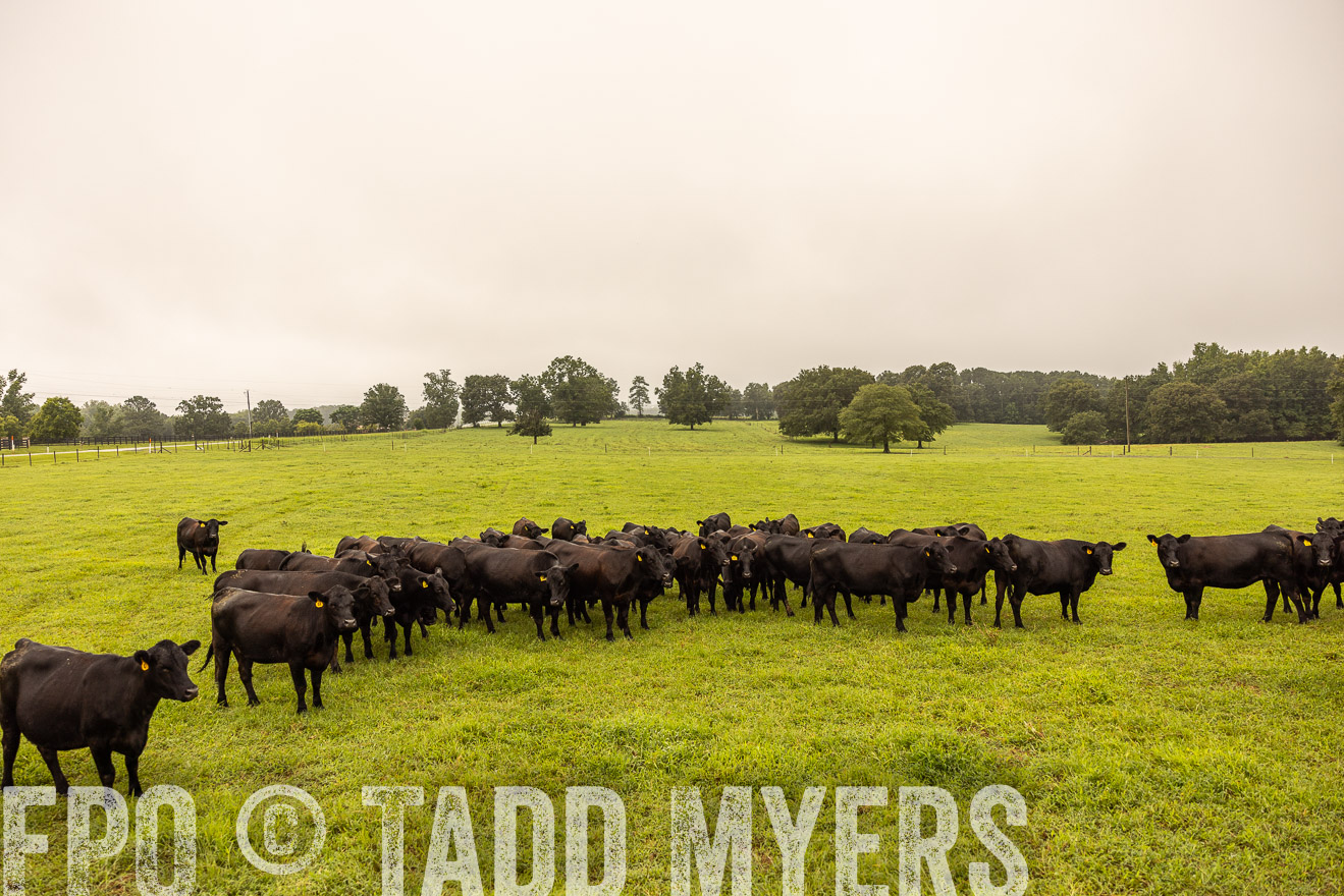 TMyers_PP_SleepyCreekFarm_Forsyth_July2024-516800
