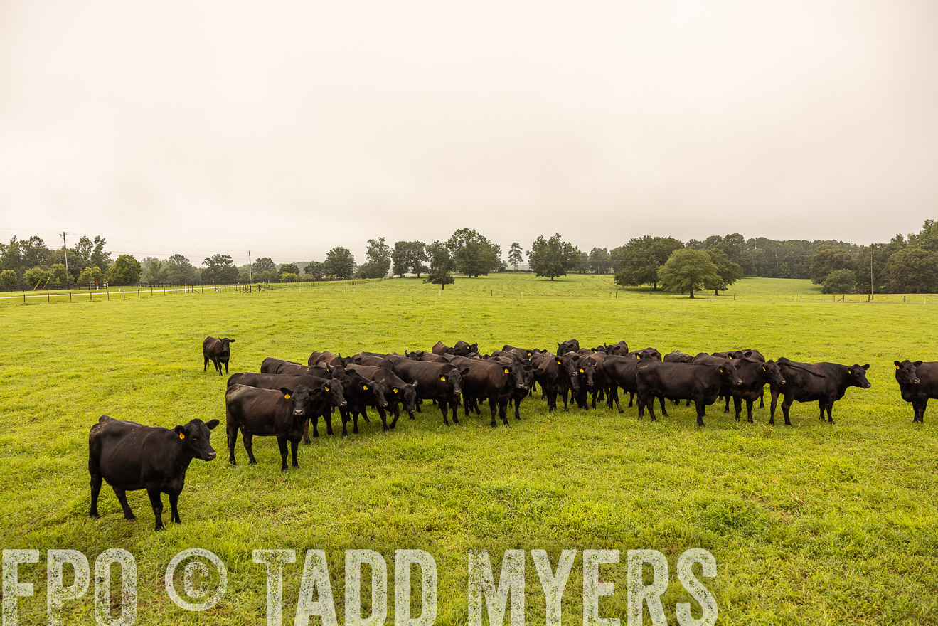 TMyers_PP_SleepyCreekFarm_Forsyth_July2024-516804