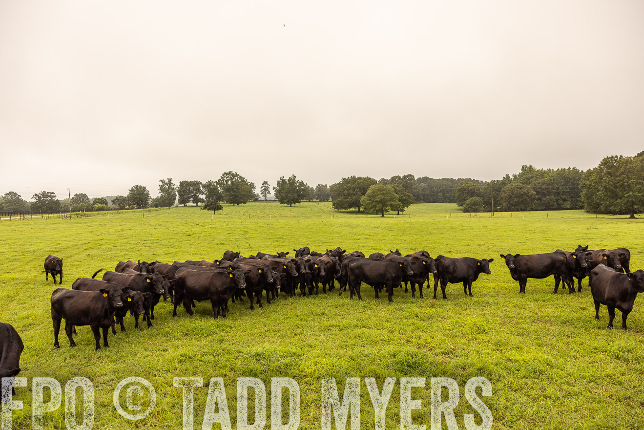 TMyers_PP_SleepyCreekFarm_Forsyth_July2024-516811