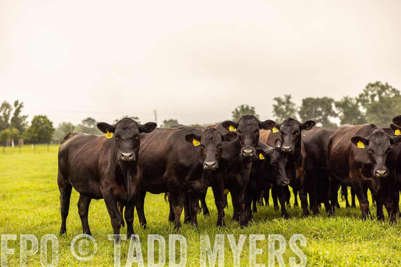 TMyers_PP_SleepyCreekFarm_Forsyth_July2024-516815
