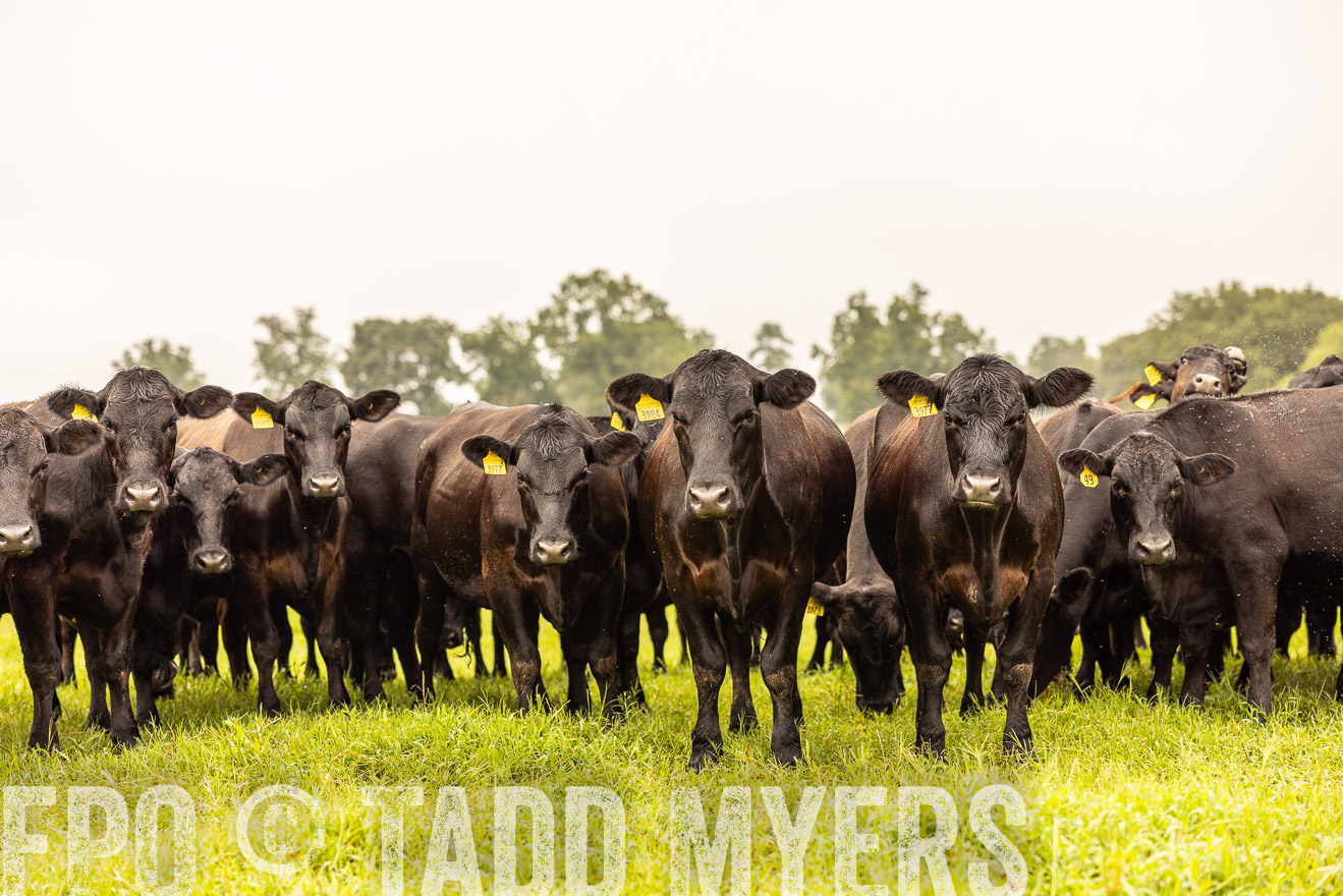 TMyers_PP_SleepyCreekFarm_Forsyth_July2024-516818