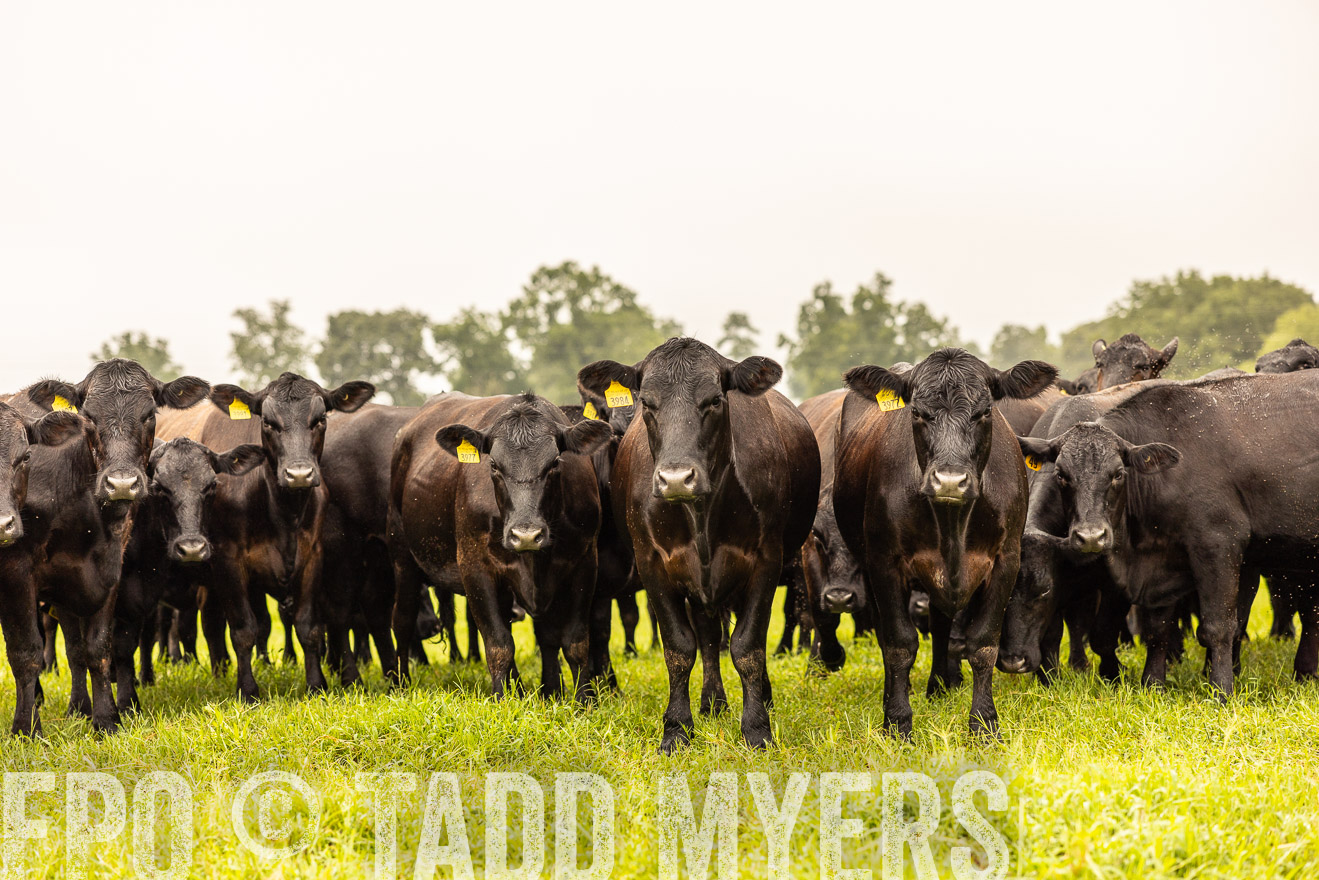 TMyers_PP_SleepyCreekFarm_Forsyth_July2024-516824