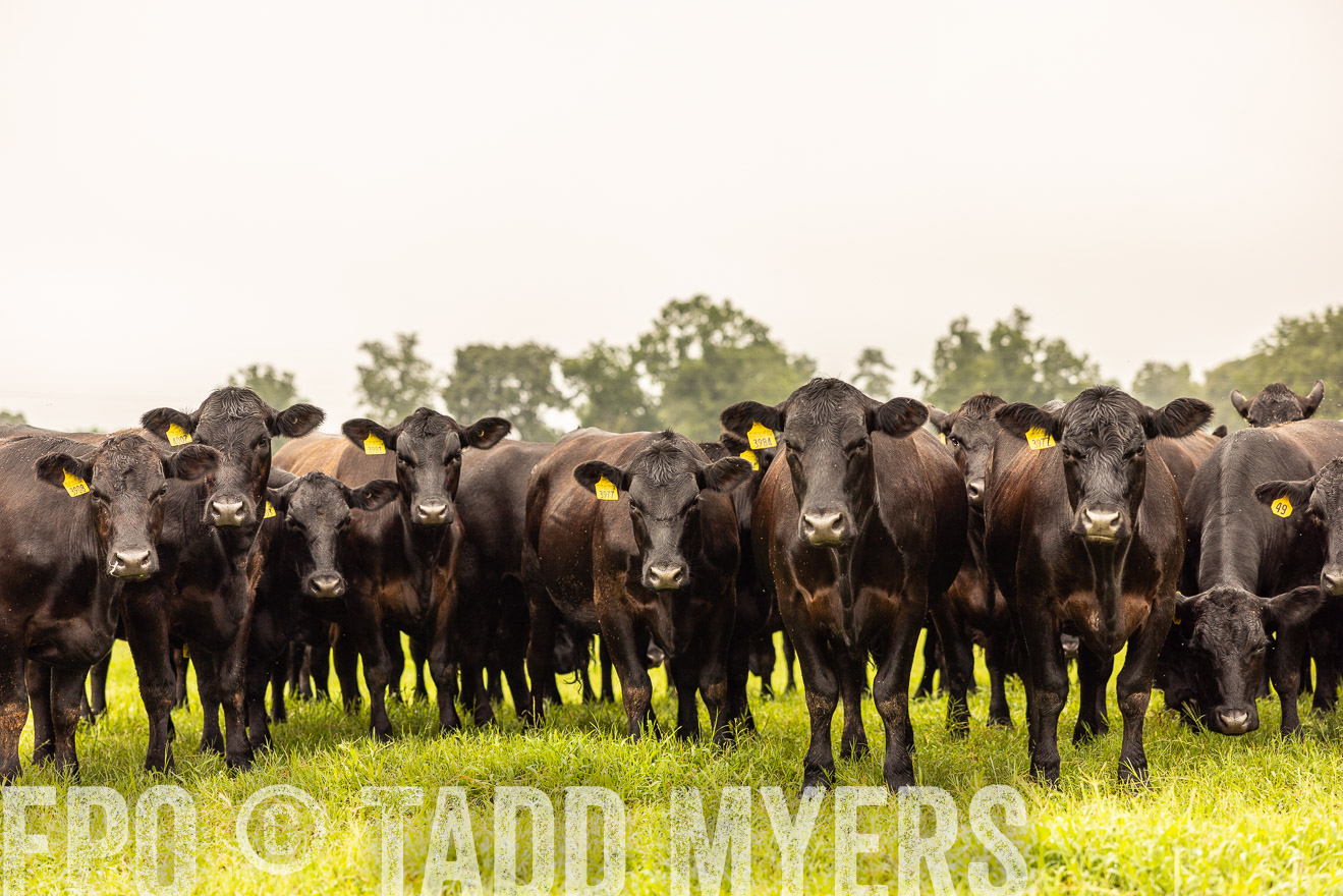 TMyers_PP_SleepyCreekFarm_Forsyth_July2024-516828