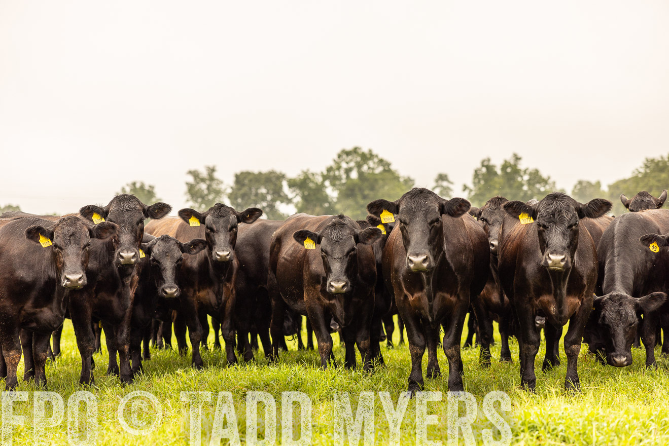 TMyers_PP_SleepyCreekFarm_Forsyth_July2024-516831