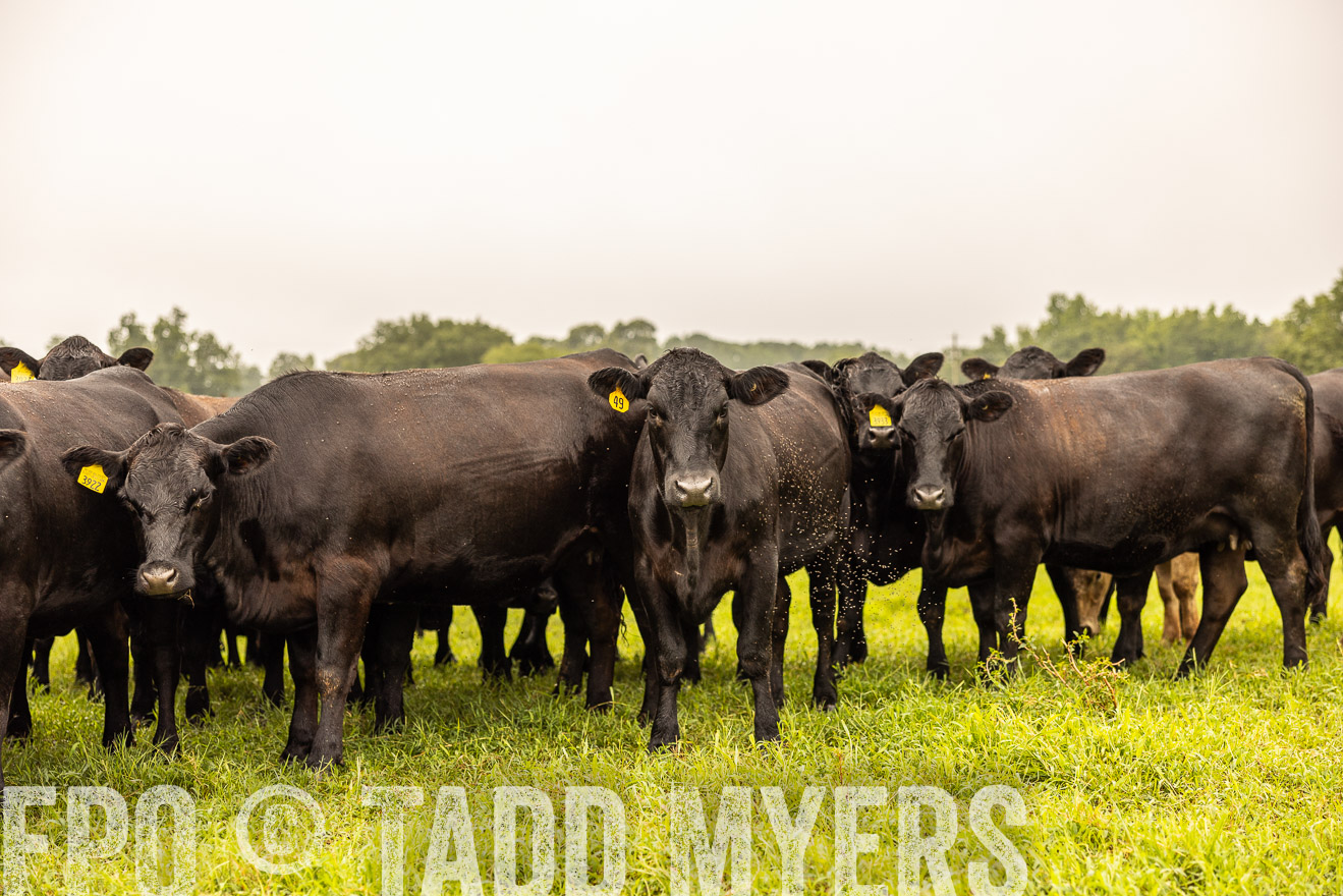 TMyers_PP_SleepyCreekFarm_Forsyth_July2024-516841