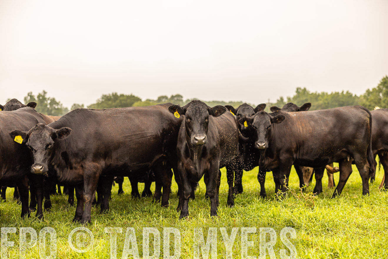 TMyers_PP_SleepyCreekFarm_Forsyth_July2024-516843