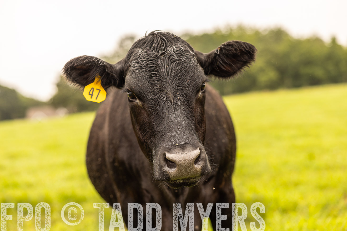TMyers_PP_SleepyCreekFarm_Forsyth_July2024-516846