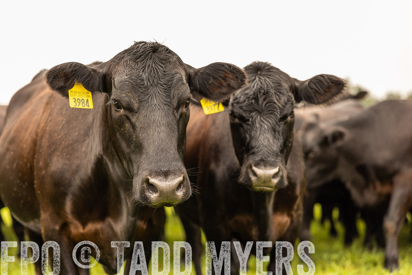 TMyers_PP_SleepyCreekFarm_Forsyth_July2024-516850