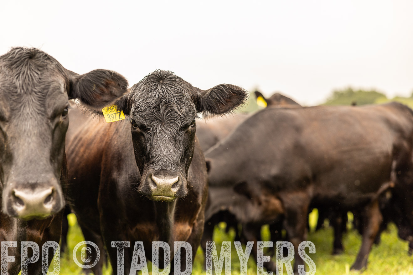 TMyers_PP_SleepyCreekFarm_Forsyth_July2024-516852