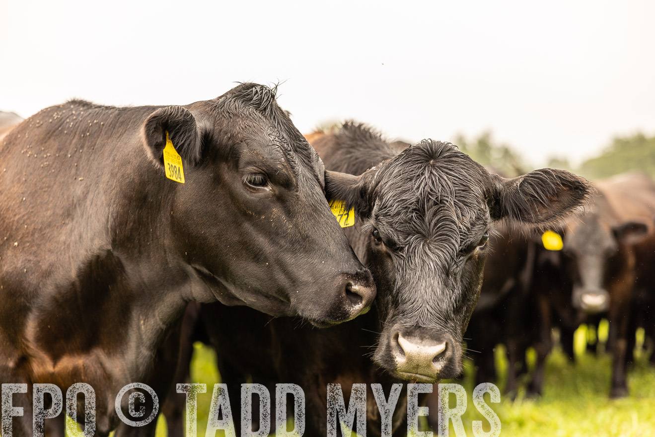 TMyers_PP_SleepyCreekFarm_Forsyth_July2024-516867