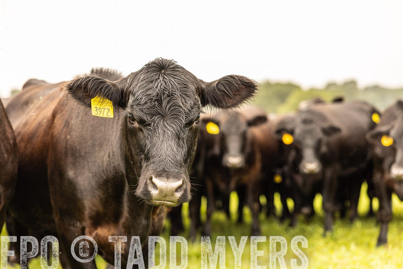 TMyers_PP_SleepyCreekFarm_Forsyth_July2024-516871