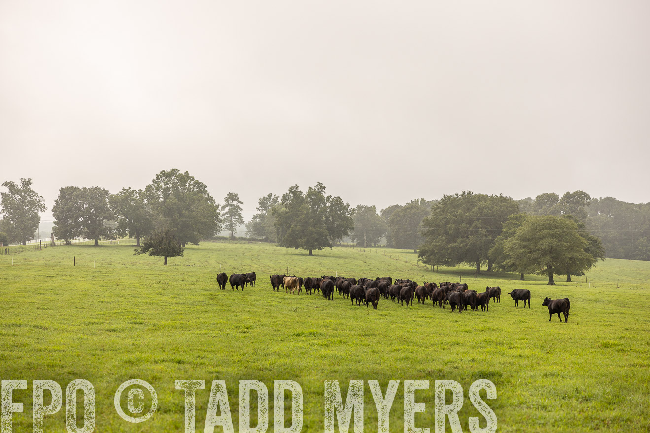 TMyers_PP_SleepyCreekFarm_Forsyth_July2024-516998