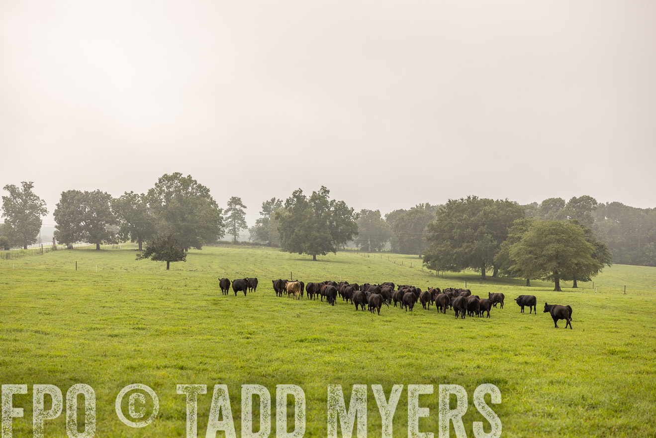 TMyers_PP_SleepyCreekFarm_Forsyth_July2024-517001