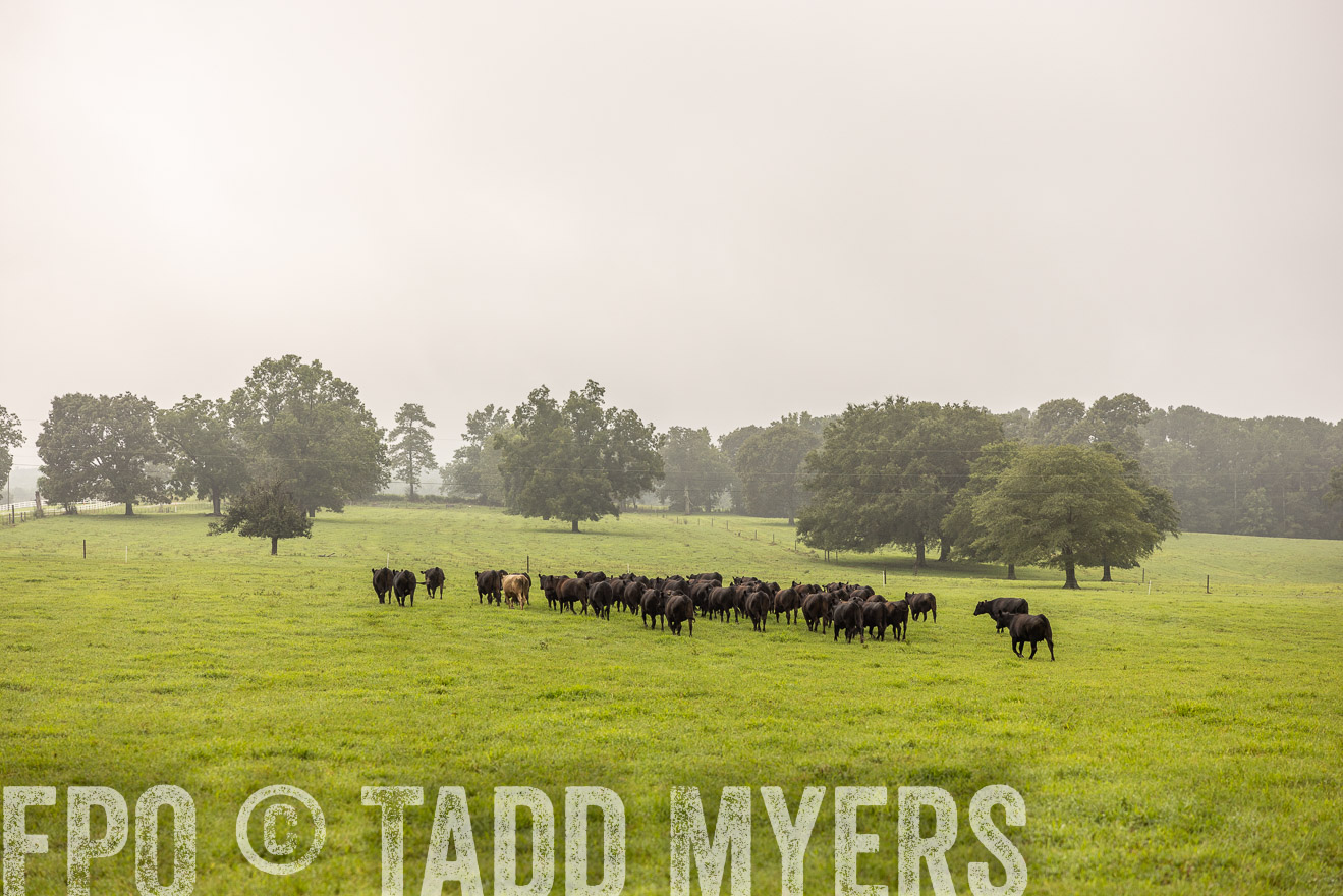 TMyers_PP_SleepyCreekFarm_Forsyth_July2024-517015