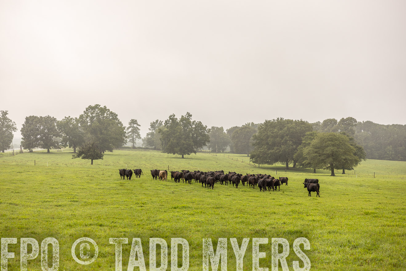 TMyers_PP_SleepyCreekFarm_Forsyth_July2024-517020