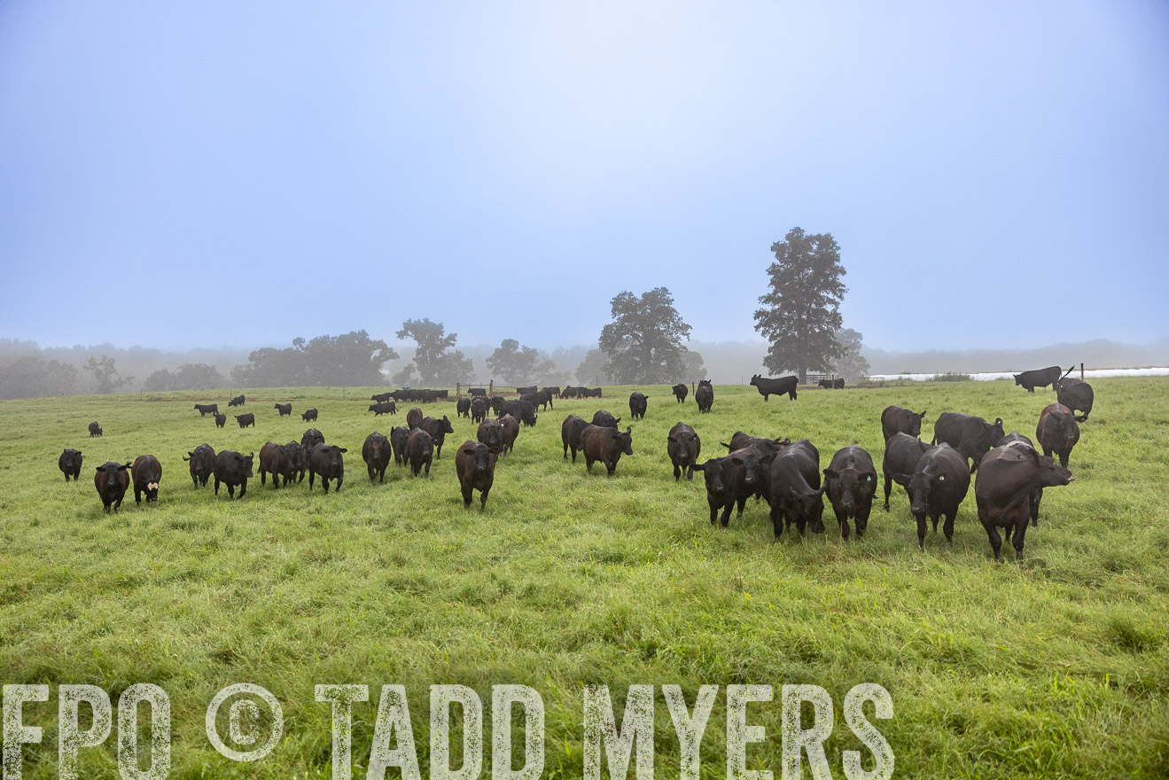 TMyers_PP_SleepyCreekFarm_Forsyth_July2024-513738