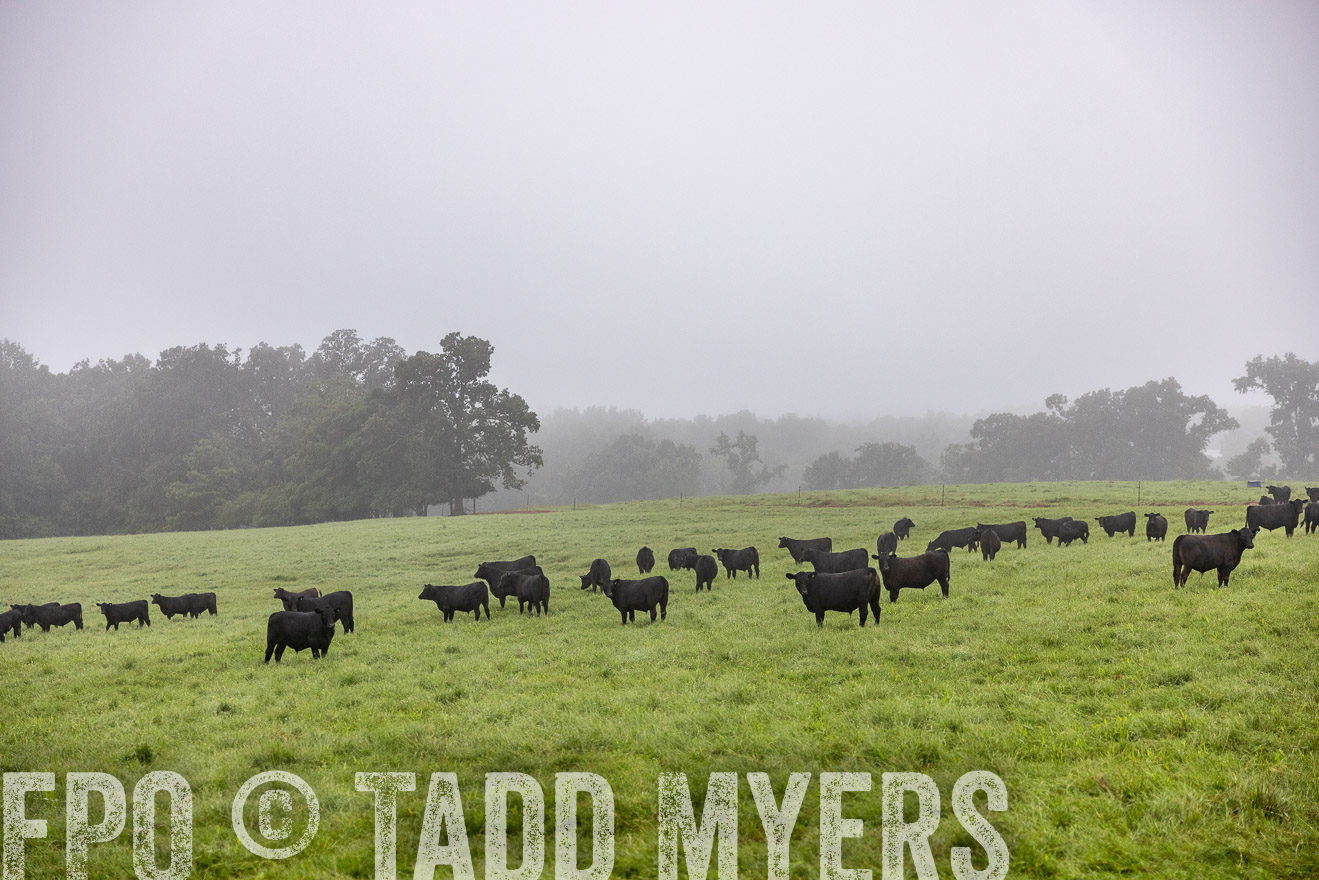 TMyers_PP_SleepyCreekFarm_Forsyth_July2024-513773