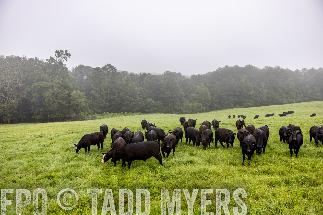 TMyers_PP_SleepyCreekFarm_Forsyth_July2024-513805