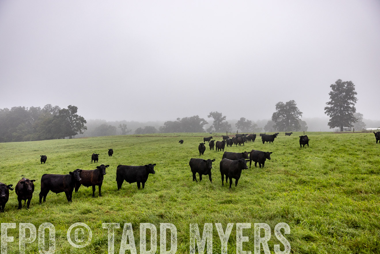 TMyers_PP_SleepyCreekFarm_Forsyth_July2024-513822