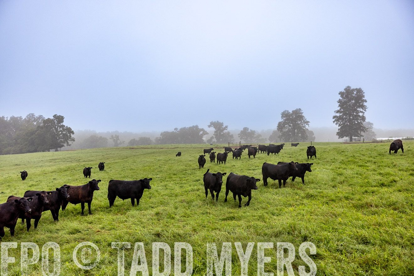 TMyers_PP_SleepyCreekFarm_Forsyth_July2024-513830