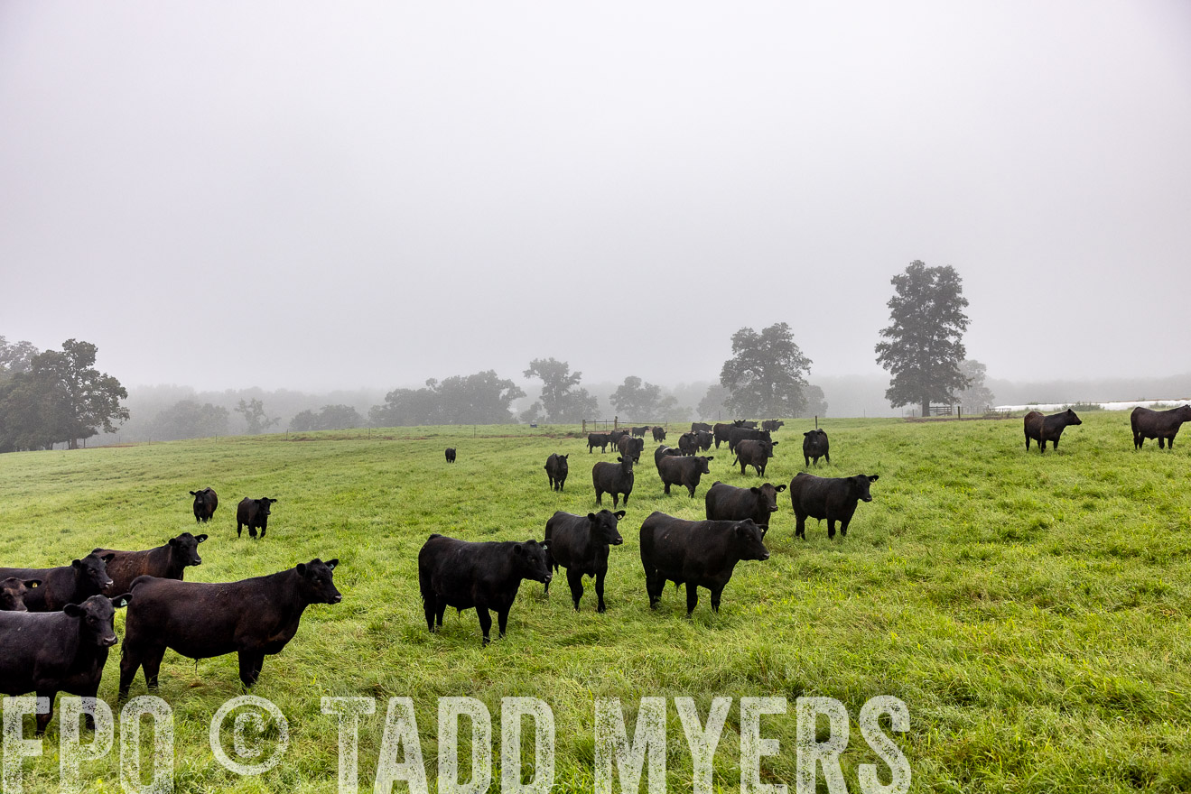 TMyers_PP_SleepyCreekFarm_Forsyth_July2024-513833
