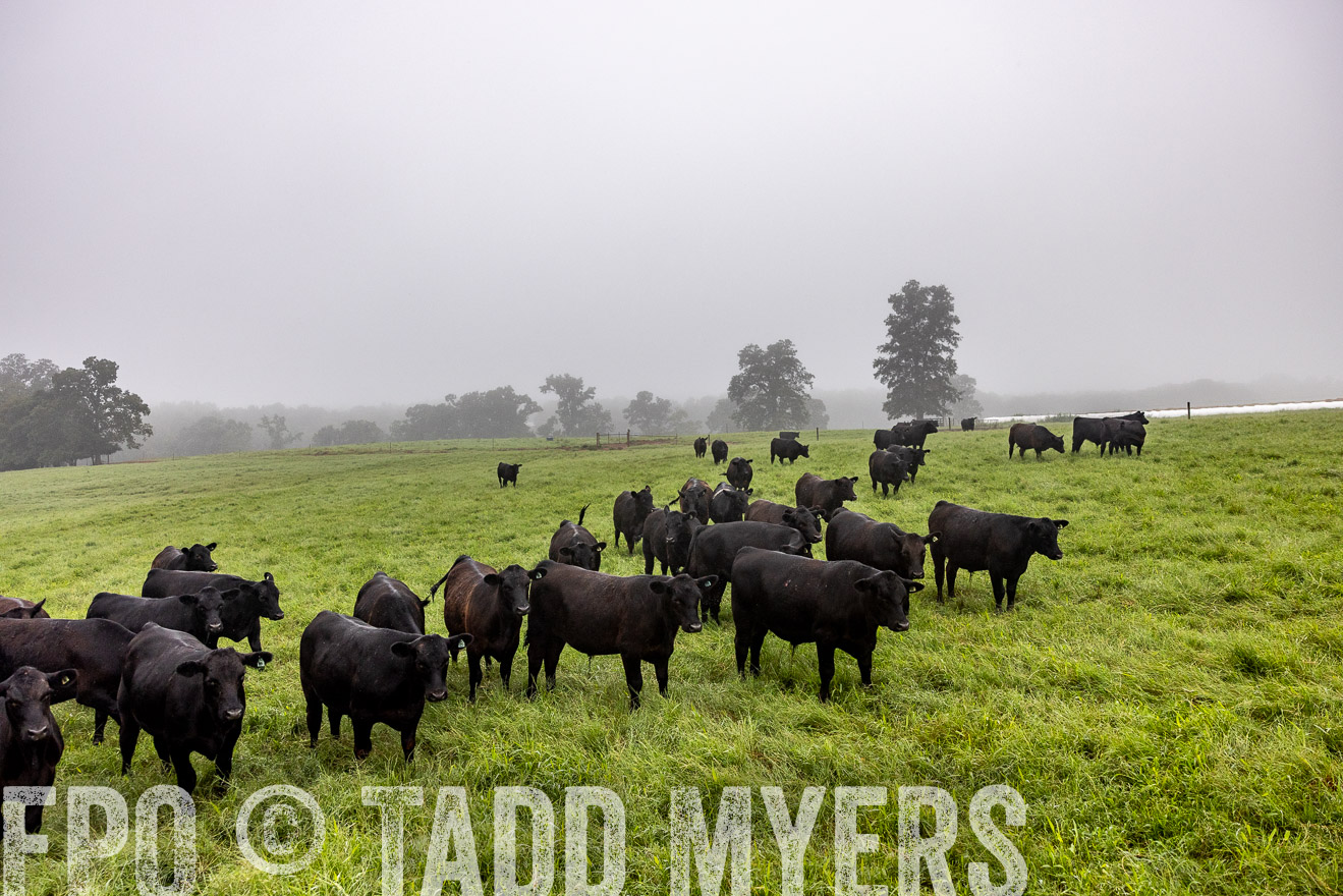 TMyers_PP_SleepyCreekFarm_Forsyth_July2024-513870