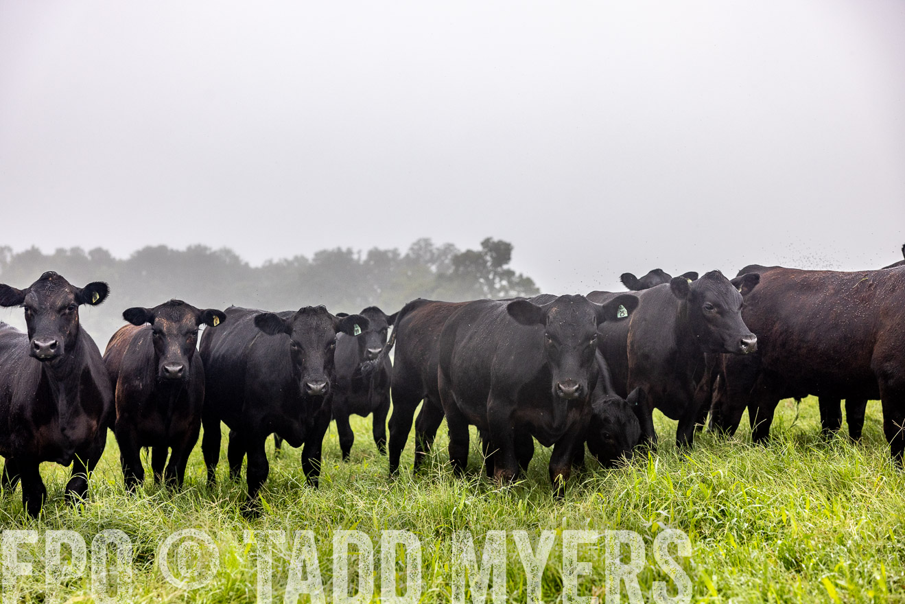 TMyers_PP_SleepyCreekFarm_Forsyth_July2024-513874