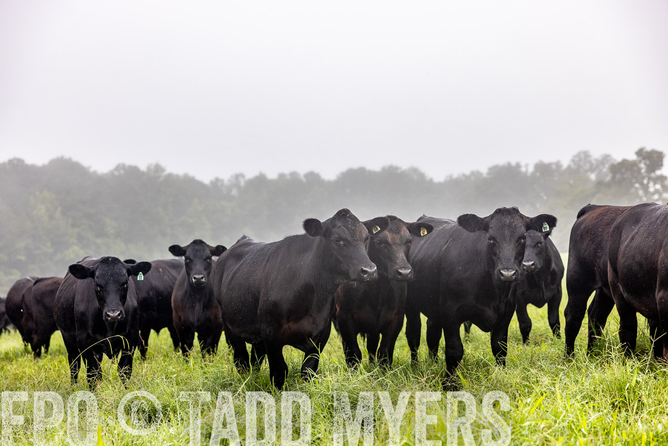 TMyers_PP_SleepyCreekFarm_Forsyth_July2024-513886