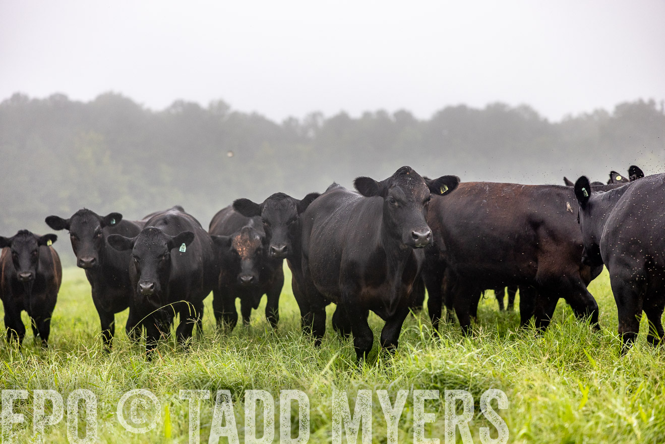 TMyers_PP_SleepyCreekFarm_Forsyth_July2024-513918