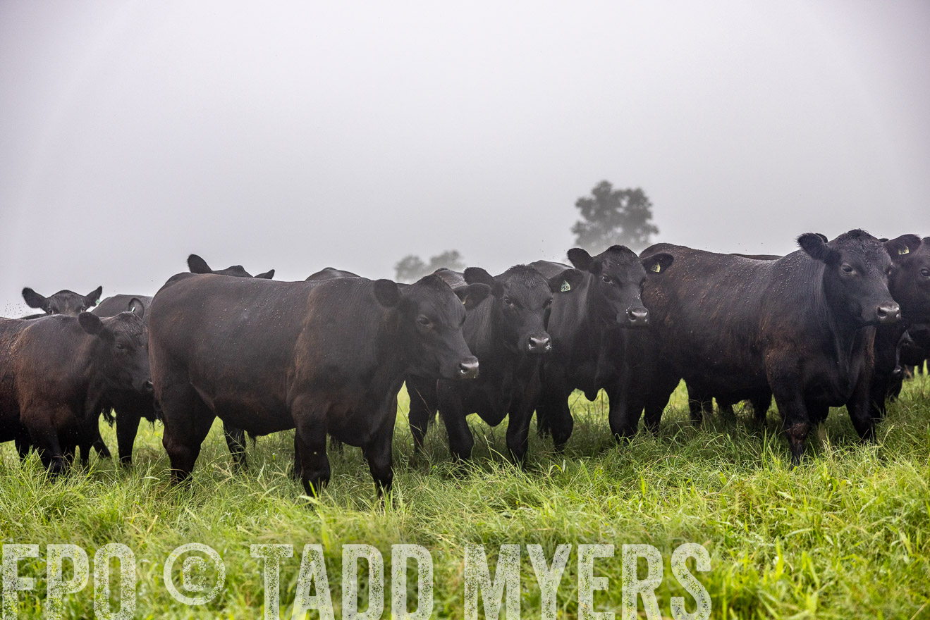 TMyers_PP_SleepyCreekFarm_Forsyth_July2024-513935